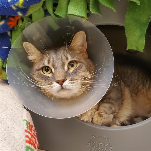 Frankie is a tan , white and black tabby cat. he has a plastic cone on and is laying in a cat bed surrounded by fleece  blankets. he's looking at the camera with bright greenish yellow eyes