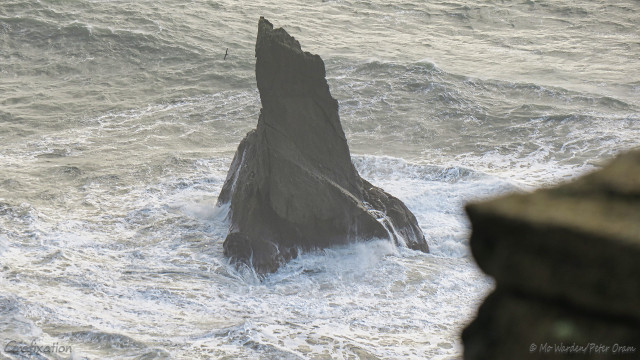 A photo of the grey sea, with white surf foaming at the base of a sea stack. The dark-coloured rock is jagged and pointed, and the waves around it are quite well-defined but not breaking, suggesting some distance from the shoreline. In the foreground is an unfocussed slab of rock and a broad-winged seabird is wheeling around the pinnacle of the islet. The overall impression is bleak and grey.