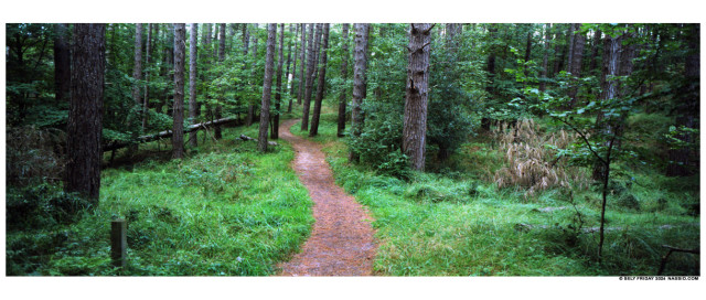 Colour panorama photograph of a narrow walking path through a grassy forest floor surrounded in a grove of tall straight pine trees.