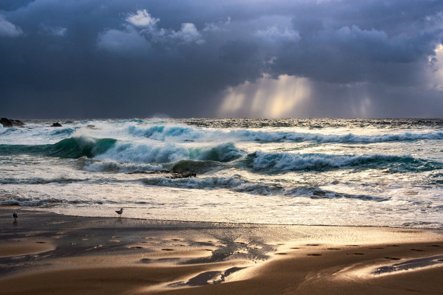 a dramatic seascape with the stormy sky and big waves. There is a gap somewhere and sun rays are beaming through adding to the drama. The seagull is standing at the beach watching the show.