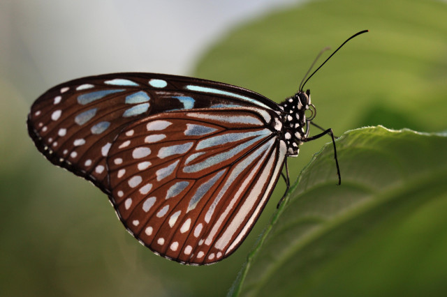 The chestnut tiger butterfly proved inspiration for the ceiling at Sonyo-in.