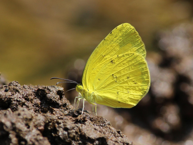 A yellow butterfly was used as inspiration for Kameya Yoshinaga's 'hanayagu' sweet.