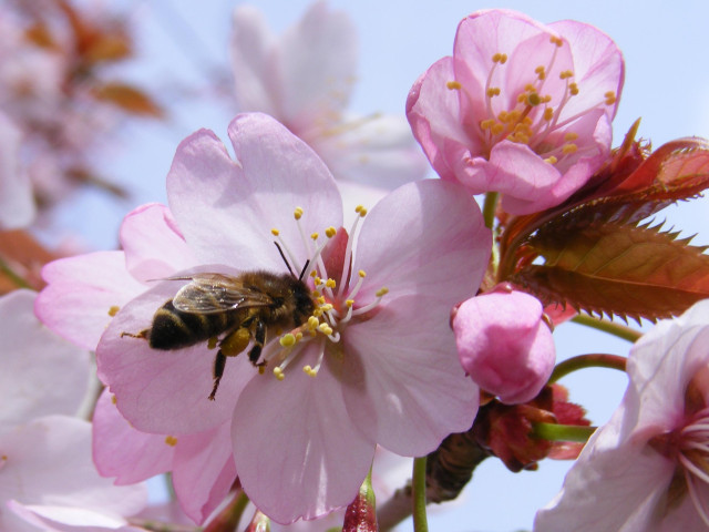 A bee hunts for pollen amongst the cherry blossoms.