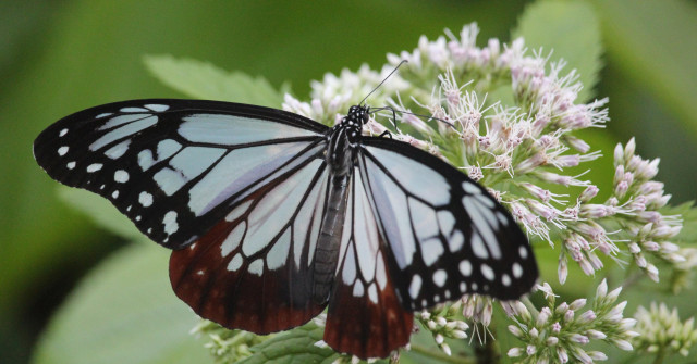 The large 'chestnut tiger', a striking butterfly with blue-green marbled wings.