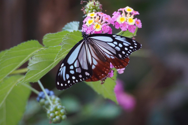 The large 'chestnut tiger', a striking butterfly with blue-green marbled wings.