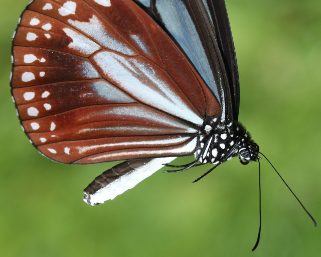 The large 'chestnut tiger', a striking butterfly with blue-green marbled wings.