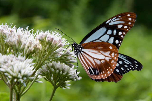 The large 'chestnut tiger', a striking butterfly with blue-green marbled wings.