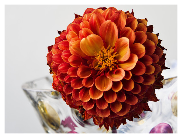 En röd-orange dahlia står i en genomskinlig glasvas som har färgklickar med lila och guld här och där.