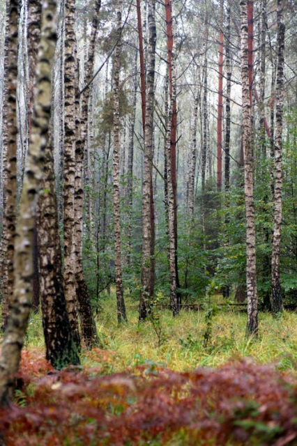 Rows of silver birch tree trunks receding into the mist, with brown-red ferns and grassy scrub in the foreground.