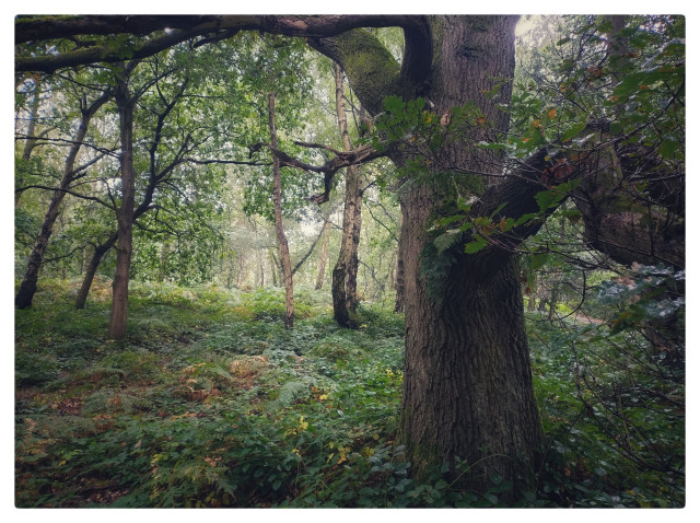 A woodland scene where the leaves are just starting to turn and the first embers of autumn are beginning to show.