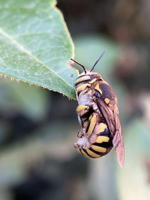 Photo of a sleeping bee clinging to a leaf.