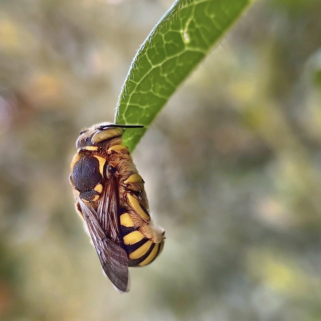 Photo of a sleeping bee clinging to a leaf.