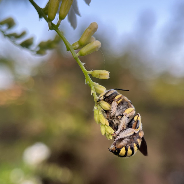 Photo of a sleeping bee clinging to a flower.