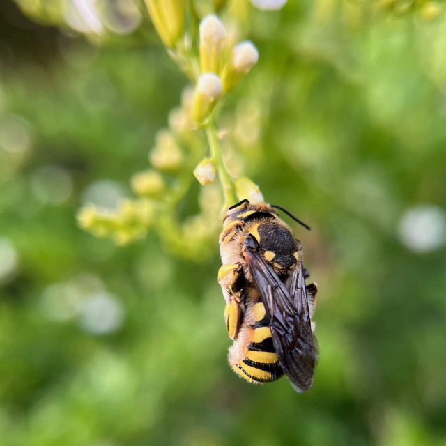 Photo of a sleeping bee clinging to a flower.