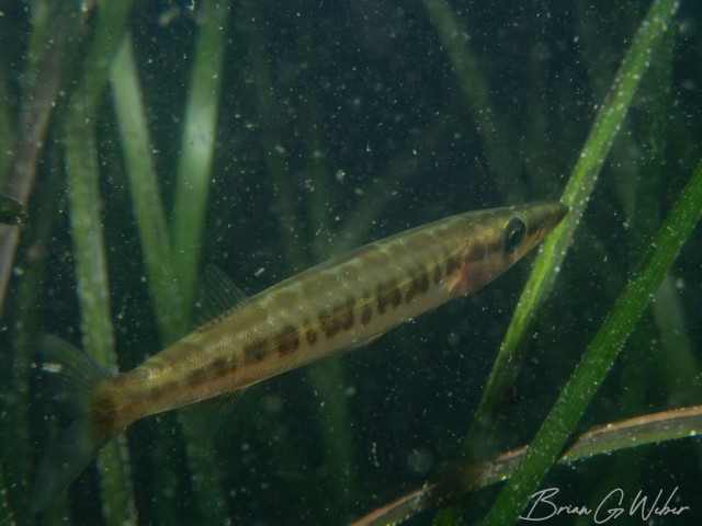 A northern sennet among the eel grass. The fish is cigar-shaped with its point nose facing away from the camera at a 45 degree angle.