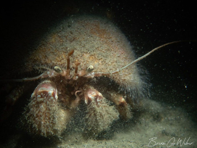 A large, pale hermit crab with its shell and claws covered in tiny anemones against a dark, silty background