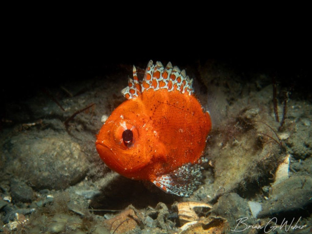 A short bigeye in some rubble. This fish is bright orange, with a very large eye, and an orange and white polka dot pattern on the dorsal and pectoral fins