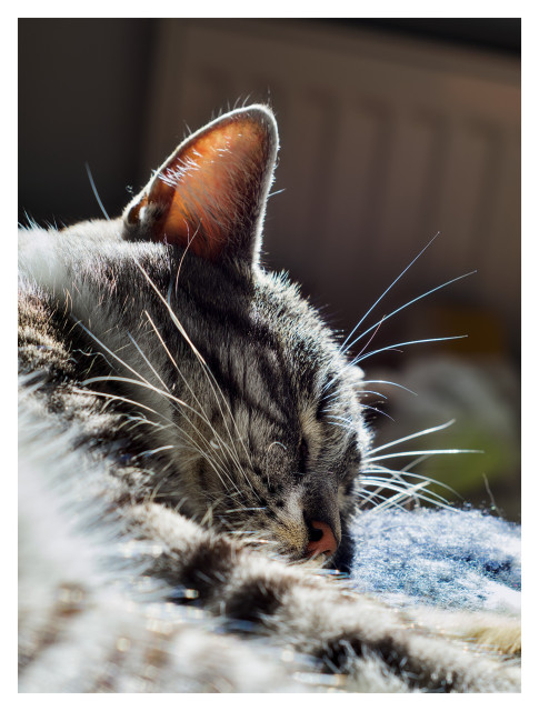 Katten Sonja sover med huvudet på sidan. Motljuset lyser hennes öra och morrhåren.