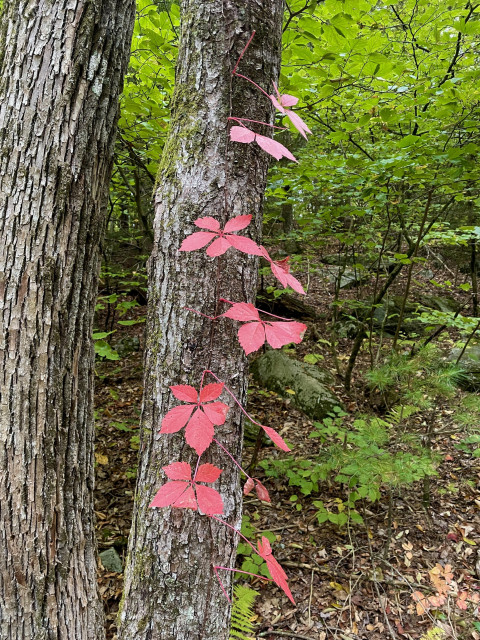 Bright red leaves of a Virginia Creeper ivy plant has attached itself to a tree and is working its way up. Each cluster has five individual leaves spread out and equaling the size of an outspread hand. The stems and roots which are are also ascending the tree are red as well. There are about six clusters. In the background are smallish trees and shrubs with bright green leaves.