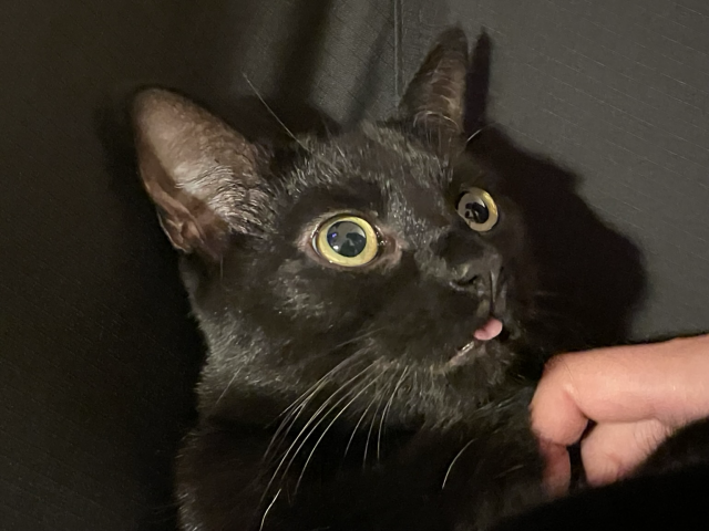 A black cat (Jiji) with his tongue out.