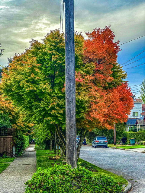 A tree is visually divided by a lamppost where the left half is mostly green leaves with some yellow and right side is mostly red and orange leaves 