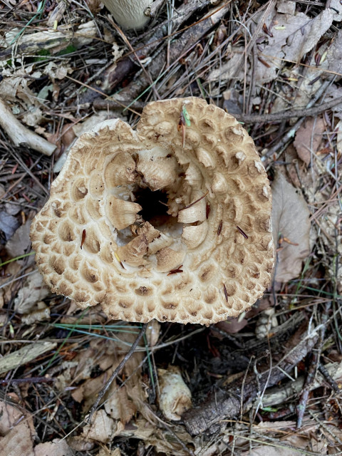 Top down view of a palm-sized mushroom cap that is tan, white and brown with a funnel structure that means there is a dark hole going downward in the center of the cap. Bordering the hole are jagged, toothy growths that give the mushroom cap a maw-like appearance. Similar to the Sarlacc pit in Star Wars: Return of the Jedi. You know, the thing that belches after swallowing Boba Fett.