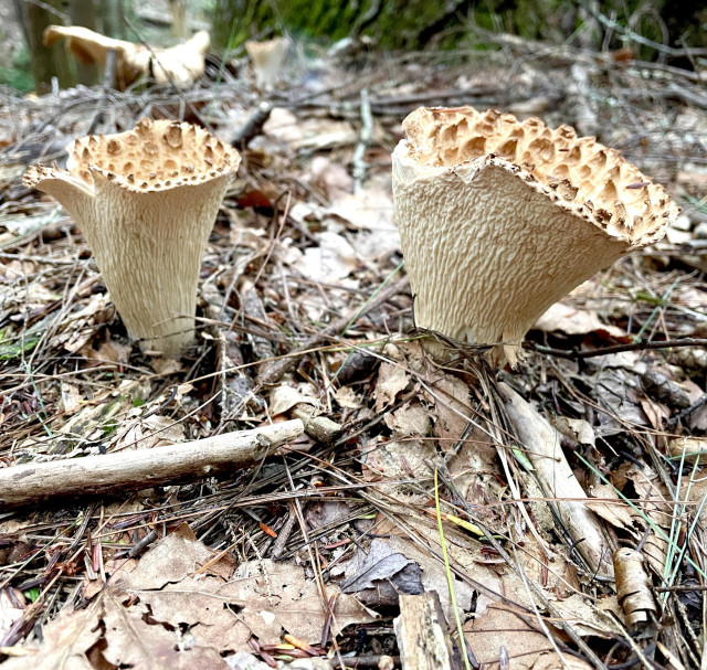 Two funnel shaped mushrooms coming up from the forest floor. They are about four inches high, several inches wide, and are four inches apart from each other. The “stem” or underside of the mushroom is a wrinkled cream color texture. The inner part of the mushroom can be seen at the top, or opening is spotted with giraffe colors - tan and brown.