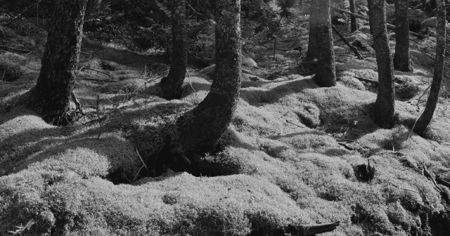 Black and white photograph a forest floor densely covered by a carpet of moss, with the lower parts of trunks of spruce trees growing through it. All the roots are covered by the moss and the trees have long shadows on the smooth surface, as the sun is shining hard. Ferns and other vegetation are visible in the background.