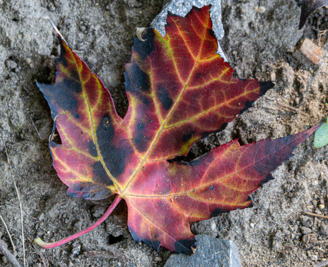 A fallen leaf from a maple tree. It looks almost burned with intricate patterns of yellow, red and black