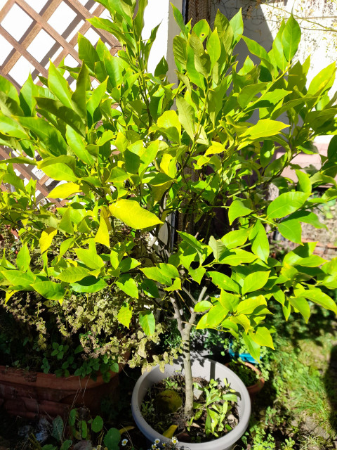 A small lemon tree, grown from a seed. It is standing in full sunlight, outside.