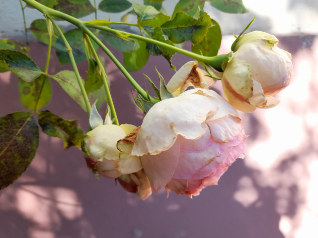 Heavy rose buds, hanging down. They are whitish with a bright pink blush: Pierre de Ronsard, in some countries also named Eden-Rose.