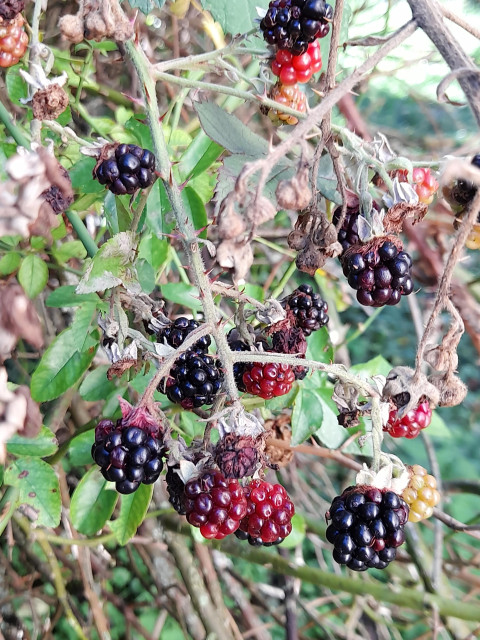 The last blackberries are ripening between red ones.