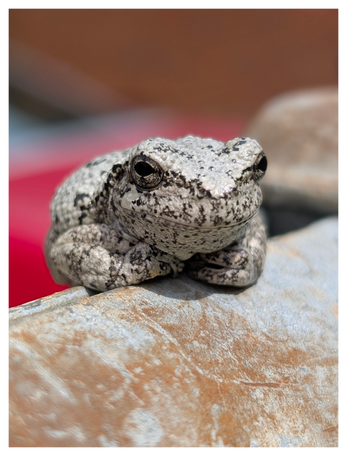 daytime. macro close-up. a gray and black mottled tree frog faces us at an angle as it rests on a rusty, horizontal chain-link fence post. their front feet are tucked in, and they appear to be smiling, with eye contact. the background is out of focus color blocks of red, blue, brown and rust.