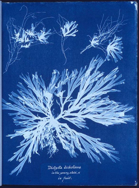 A cyanotype photogram made by Atkins which was part of her 1843 book, Photographs of British Algae: Cyanotype Impressions

A photogram of Algae, made by Anna Atkins as part of her 1843 book, Photographs of British Algae: Cyanotype Impressions, the first book composed entirely of photographic images. At http://digitalgallery.nypl.org/nypldigital/id?419608