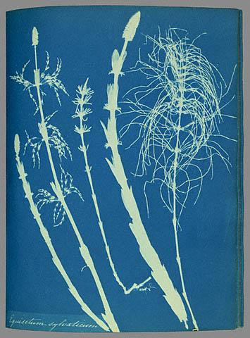 Cyanotype photogram of Wood Horsetail from the 1853 book Cyanotypes of British and Foreign Ferns by Atkins and Dixon