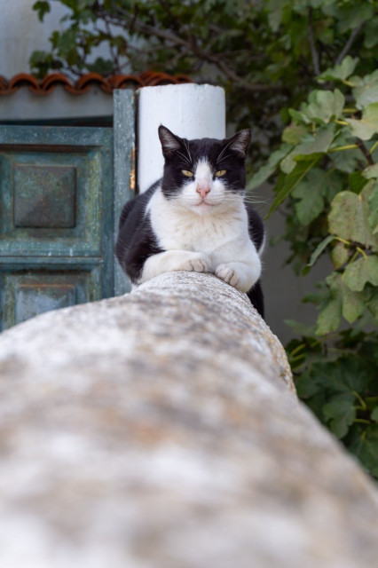 Eine schwarz weiße Katze sitze auf einer Mauer und sieht mich verwundert bis missbilligend an. 