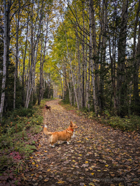 moxxi the corgi is on a forest road with her friend Buck the rescue mutt in the distance. there are fallen leaves on the ground. moxxi is looking to the right with her ears and tail perked up.