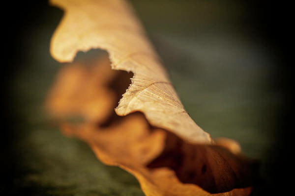 color photo of a fallen leaf in autumn moving to decay