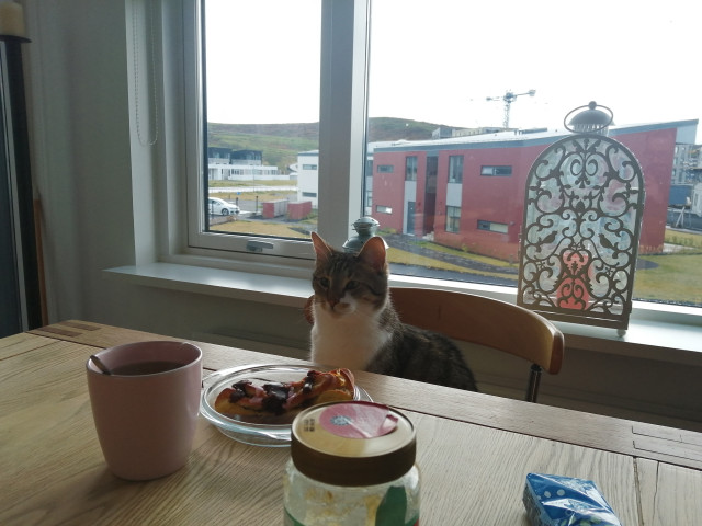 A cat is sit on a chair. On the table, we can see a pink mug of coffee with a spoon and a slice of cake on a plate.