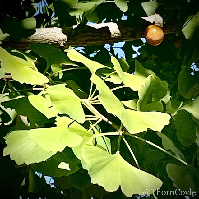 A branch of fanlike ginkgo leaves in sun with shadows behind. One round golden fruit hangs from a cross branch.