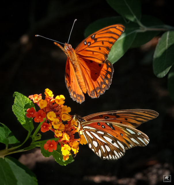 Color photo of two orange, black, and white gulf fritillary butterflies, one perched and feeding on a cluster of lantana flowers and the other in the air just above it. 