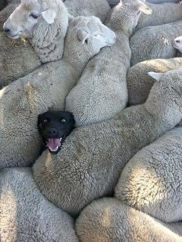 a group of sheep, packed close to gether, with the head of a black dog poking out between two flanks, with it's tongue out excitedly