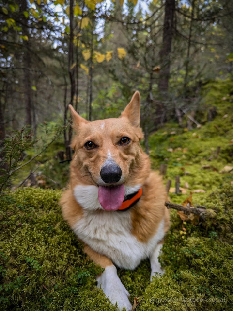 moxxi the corgi is smiling wide on a floor of moss in the forest. she's wearing an orange collar.