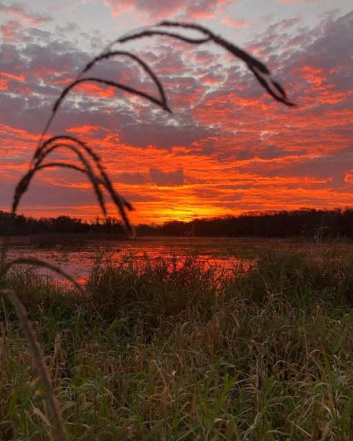 The image captures a serene sunset over a body of water, reflecting the warm hues of the sky. The sun is partially obscured by clouds, which are painted in shades of orange and red, suggesting the time is either sunrise or sunset. In the foreground, tall grasses sway gently, adding a sense of movement to the scene. The water's surface is calm, with no visible ripples, indicating a still environment. There are no people or animals in sight, and no text or other objects are discernible. The overall atmosphere is peaceful and natural.