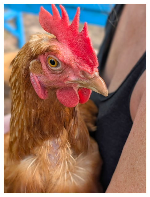 daytime. close-up of a chicken with brown and beige feathers being held by a woman in a black tank top. the bird's head is turned left slightly and their golden eye is making contact.