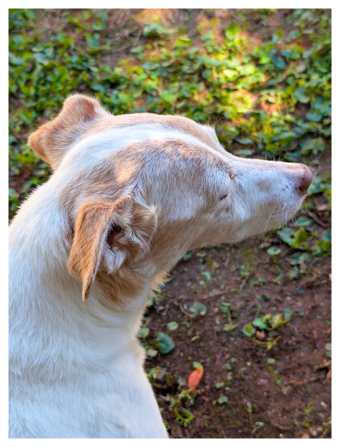 high angle view. head and shoulders of a small white terrier with graying brown markings. he's getting butt scratches out of the frame and is unaware he's in this picture. the background is shaded yard, red dirt and grasses.