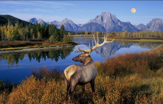 An elk standing in a low brush meadow turning brown in the fall; next to a wide river, with forests in the background below small mountains in the far background. 
A full moon hangs low in the sky on this fall day.