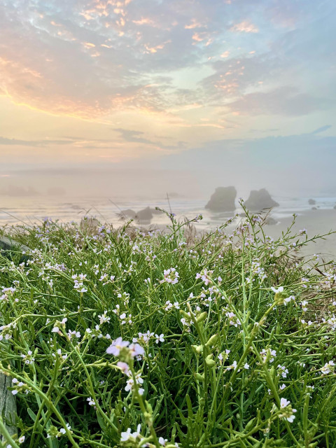 A foreground of green vegetation with small white flowers, set against a hazy beach scene featuring rocks and a colorful sky at dawn.