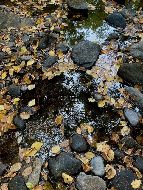 Looking down on a brook bed with low water exposing the many hand-sized rocks that range in color from slate gray to carbon black. They are smooth from being in the water for many years. There are 2 areas of pooled water that are only a few inches deep. Leaves from above reflect a dark silhouette. Both water and rocks are joined by yellowish birch leaves.