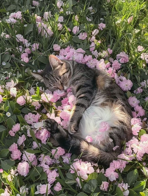 Photo of a cat sleeping on it's back in a bed of flowers with the pink flowers all laid around the cozy kitty.